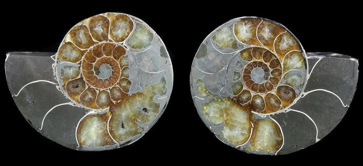 Polished Ammonite Pair - Agatized/Pyritized #54367